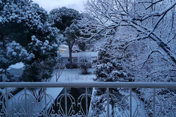 Garden in winter